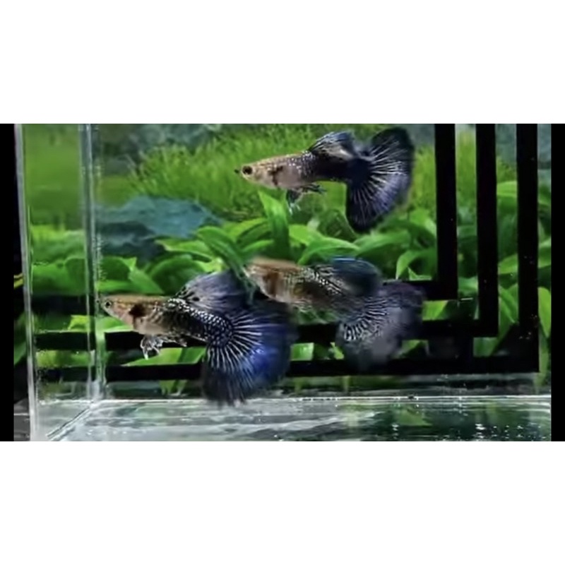 Guppy Blue Dragon Grade A