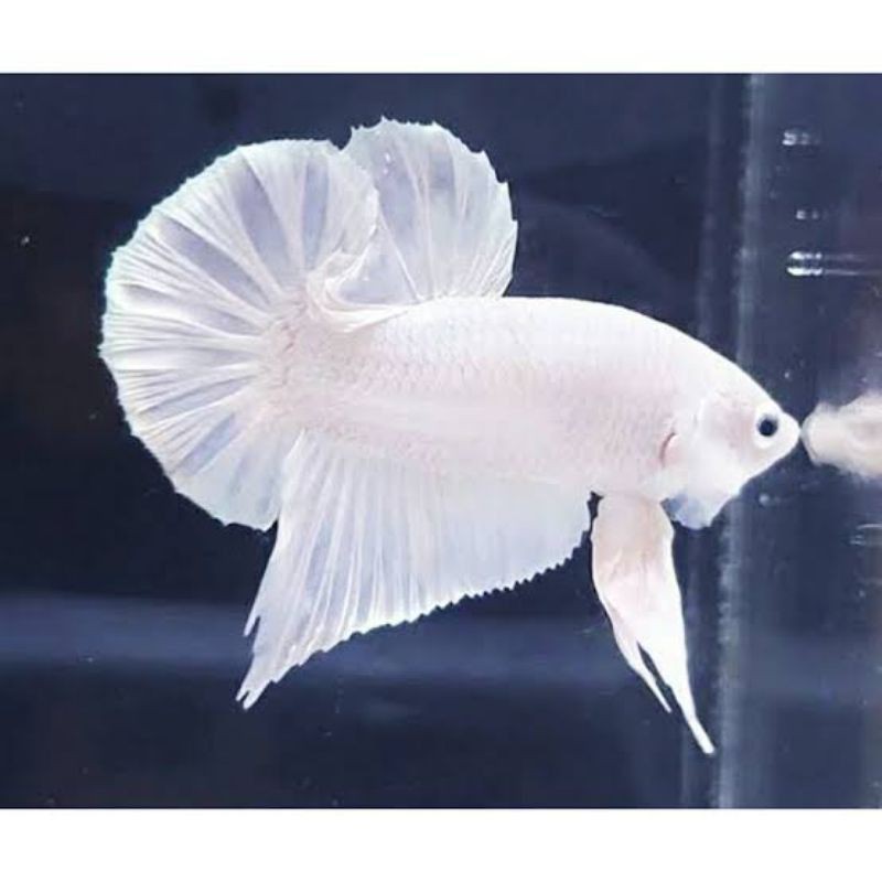 ikan cupang white platinum (plakat)+free packing