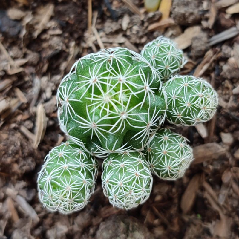 Kaktus Klepon Ownroot Mammillaria gracilis /Mammillaria klepon