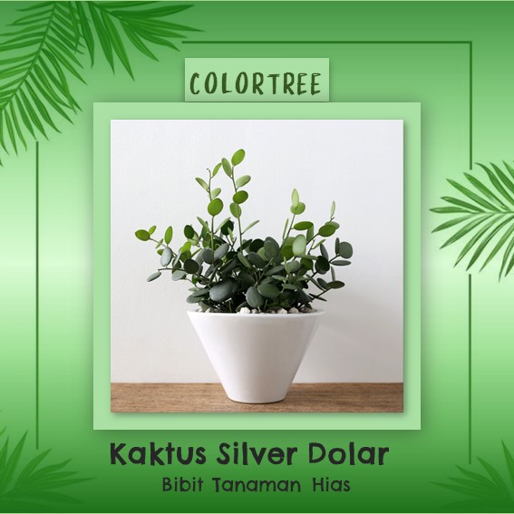 Bibit Tanaman Cactus Silver Dollar Plant