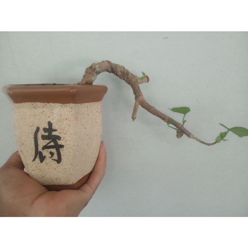 bahan bonsai waru taiwan ori gaya caskade (air terjun) realpict mantap pot keramik