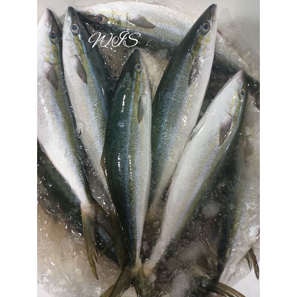 

ikan salem segar (sulir)1kg