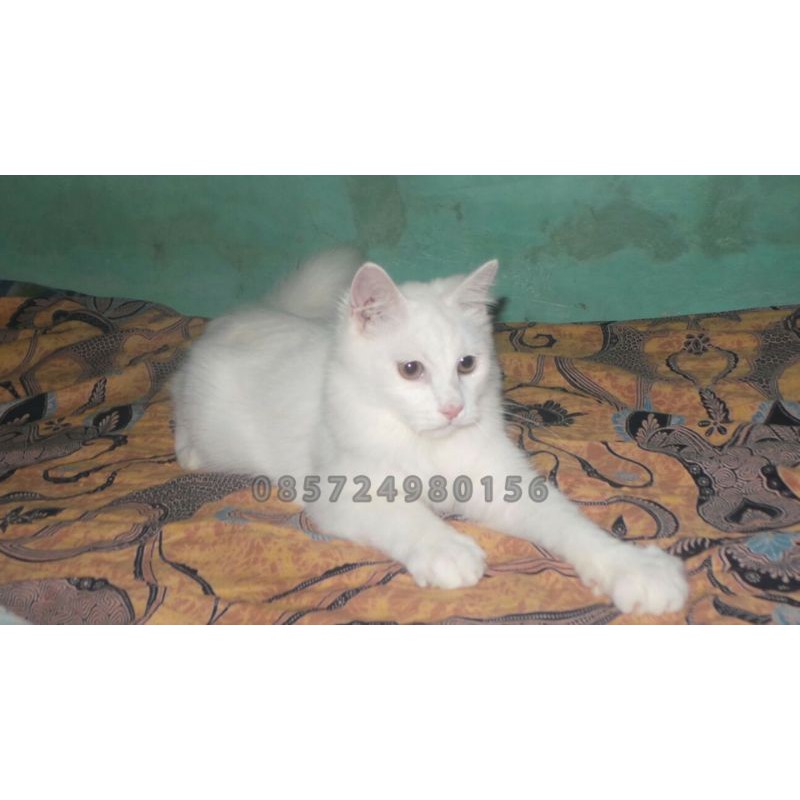 Kitten Mainecoon Jantan White Solid Non Ped