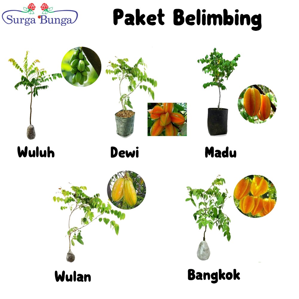 Paket Tanaman Buah Belimbing 5 Jenis Bibit