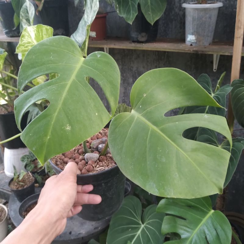 monstera borsigiana