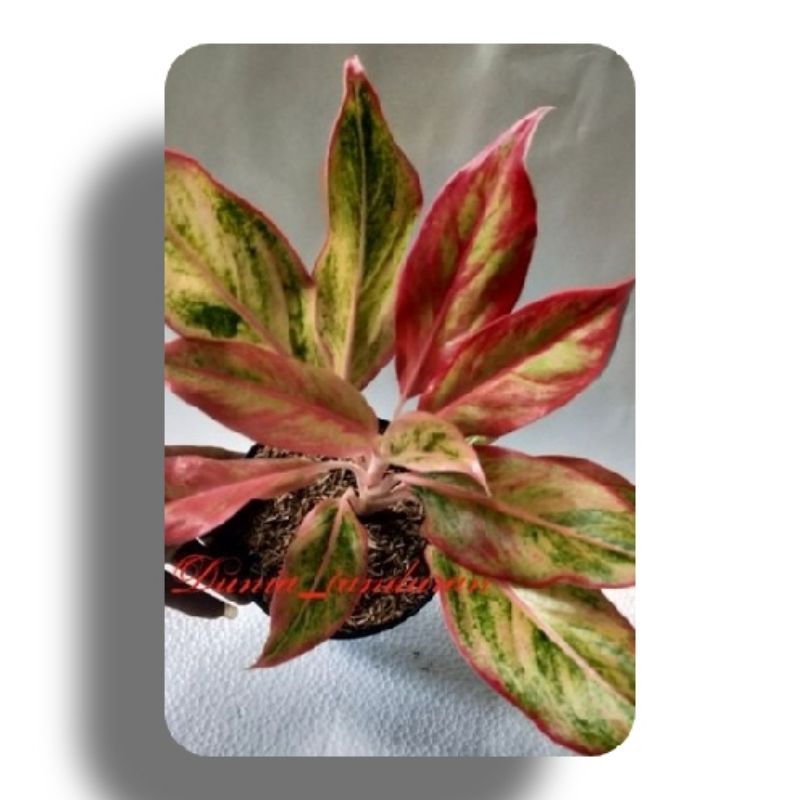 Aglonema Orange Lipstik