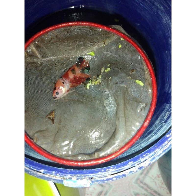 IKAN CUPANG PLAKAT KOI MULTICOLOR