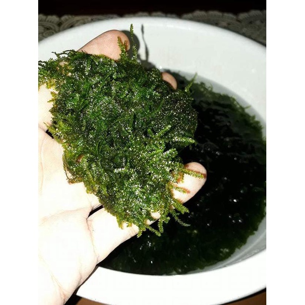 Tanaman aquascape moss weeping tropica