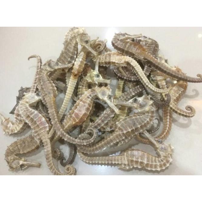 

New Kuda Laut Kering Grade Super / Dried Seahorse / Hippocampus / Herbal Free Ongkir