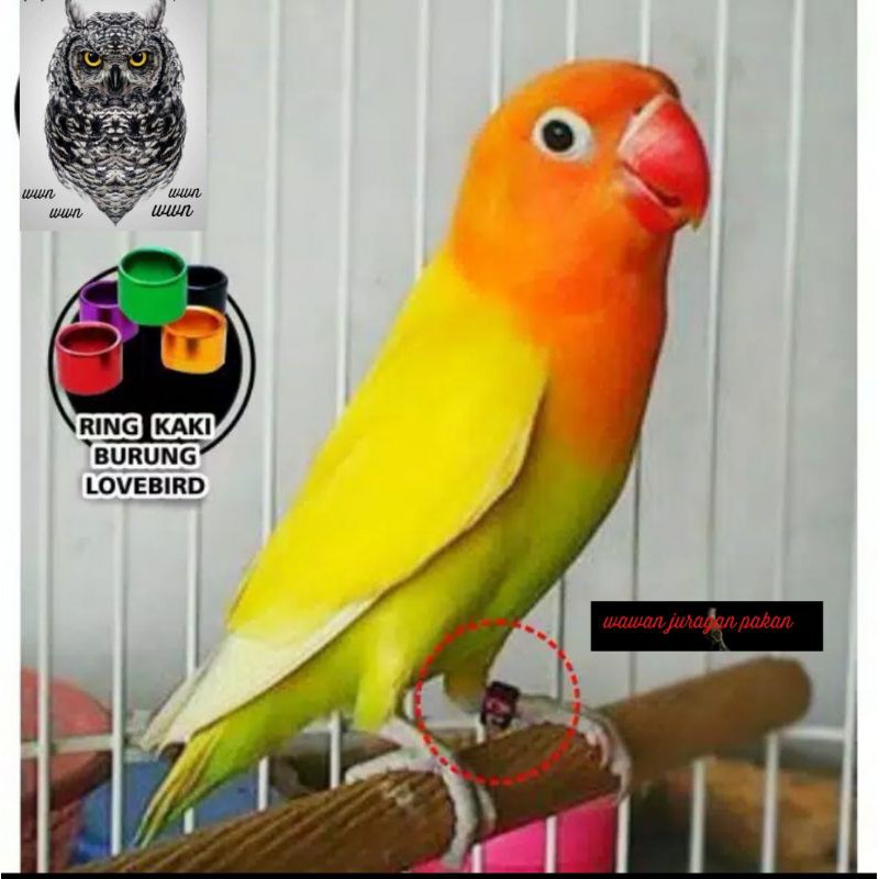 ring burung lovebird