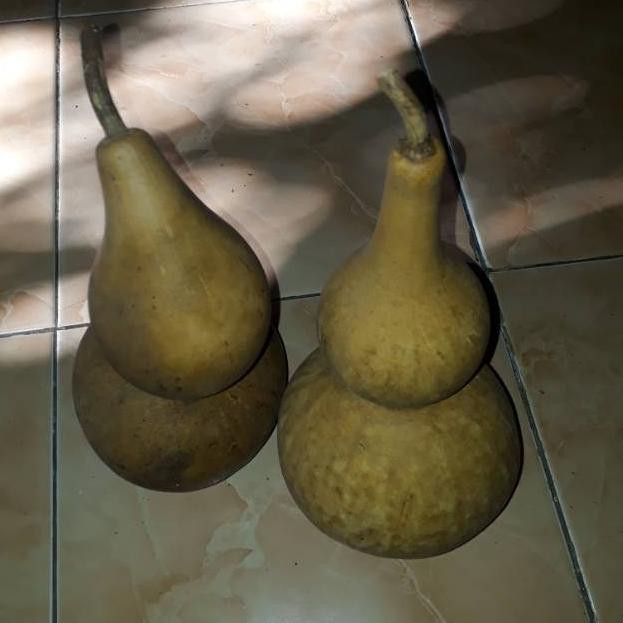 

[KODE 4744] Labu botol kering atau labu kendi istimewa
