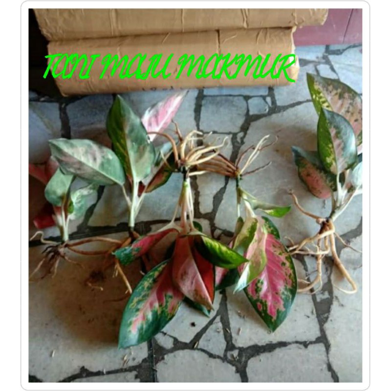 AGLOMEMA PAKET 5 RED KOCHIN CANTIK