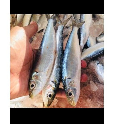 

Ikan Sarden / Mackerel fresh Frozen berat 1kg