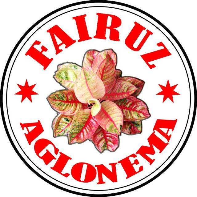 fairuzaglonema