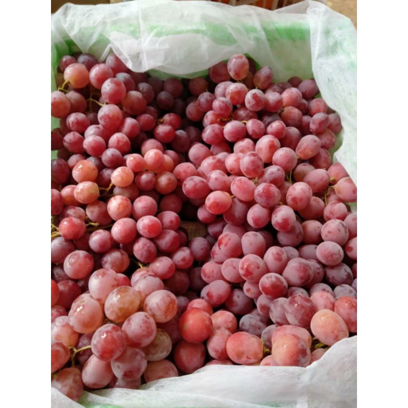 

NEW - Anggur RED GLOBE harga per 500gram