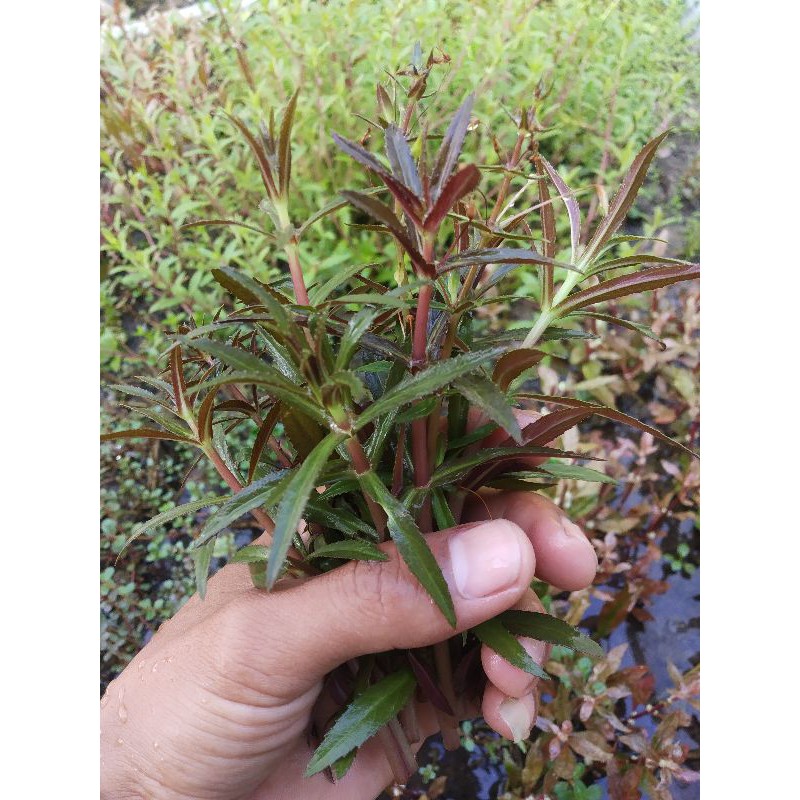 tanaman aquascape limnophila Aromatica