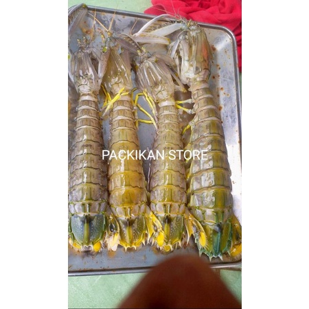 

Udang Ronggeng Segar Udang Segar Ronggeng Udang Fresh Laut GARANSI SEGAR