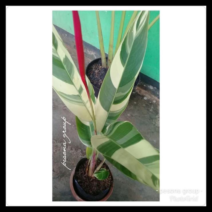 Promo Pisang Variegata Heliconia Pisang Varigata Banana Variegata Varigata