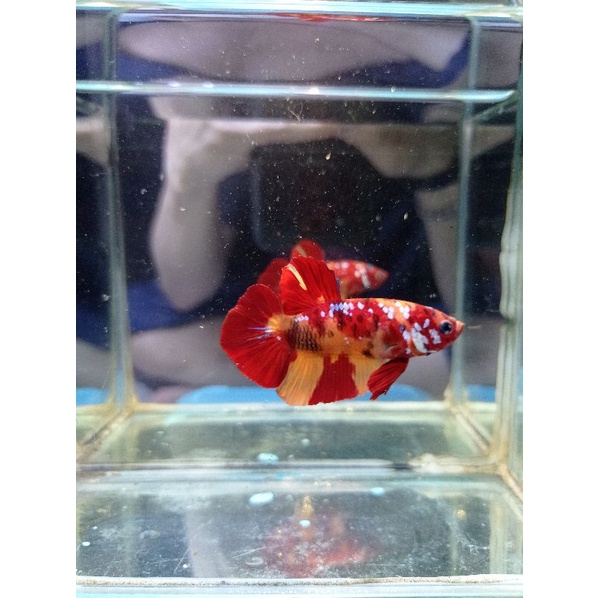 IKAN CUPANG NEMO GALAXY 