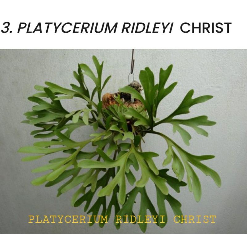 PLATYCERIUM RIDLEYI # TANDUK RUSA