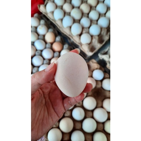 Telor Kampung Omega 3 Organik