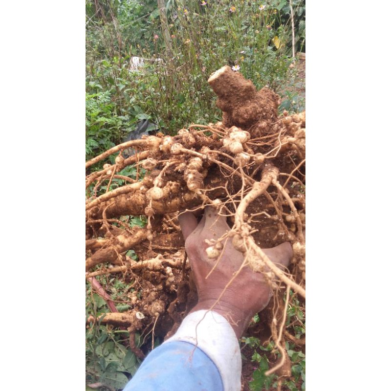 

ginseng merah