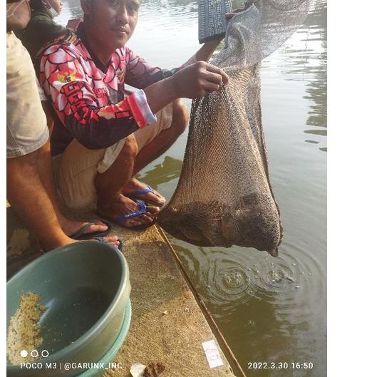 ⅍ ESSEN OPLOSAN IKAN MAS RAME GERANIUM KAMPER ESSEN OPLOSAN IKAN MAS JUARA TOTAL ESSEN OPLOSAN NILA 