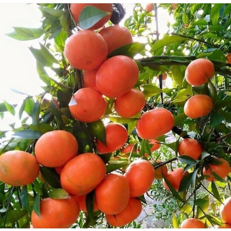 bibit jeruk santang Madu super manis  1kg muat 4 bibit hasil okulasi Cepat Berbuah - AGRO WISATANI