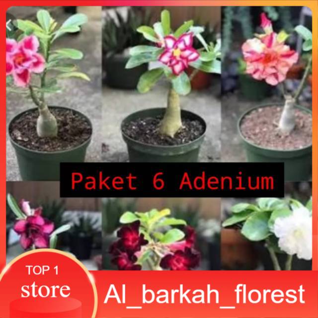 Paket 6 tanaman adenium