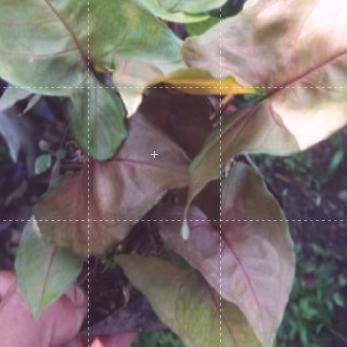 

Lagi Ramai - Singgonium coklat daun kecil - Siap Kirim