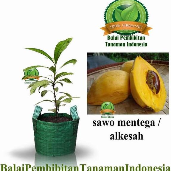 BARU GAES Bibit Sawo Mentega Alkesah Bibit Buah Tanaman yang MURAH