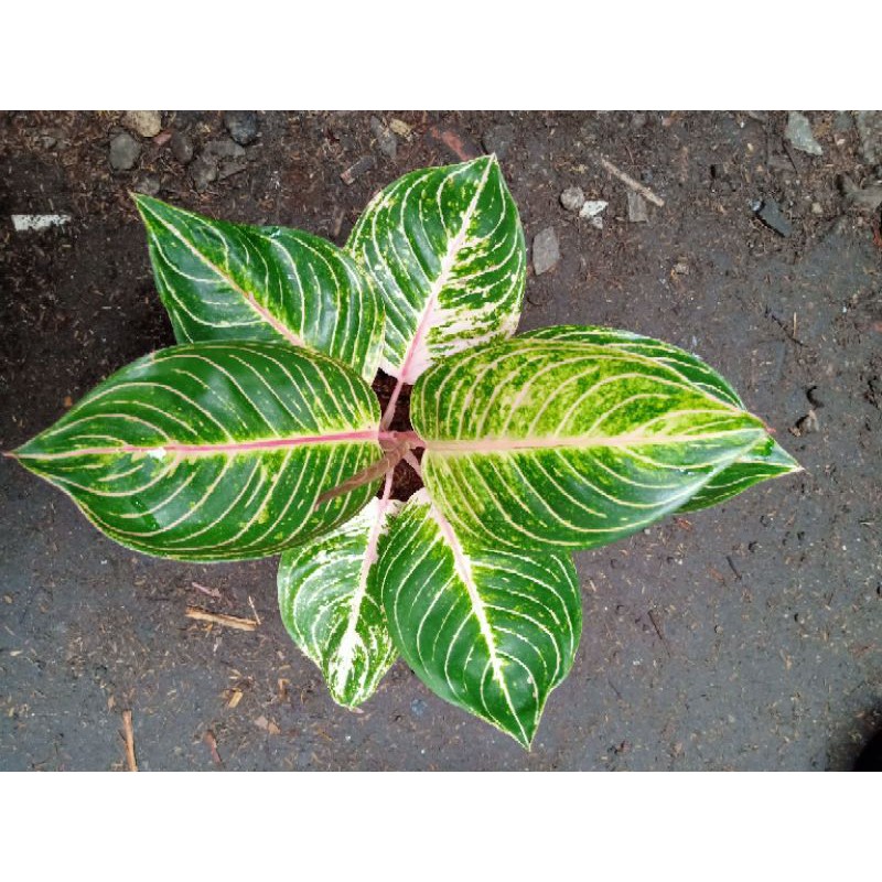 Aglaonema Esmeralda