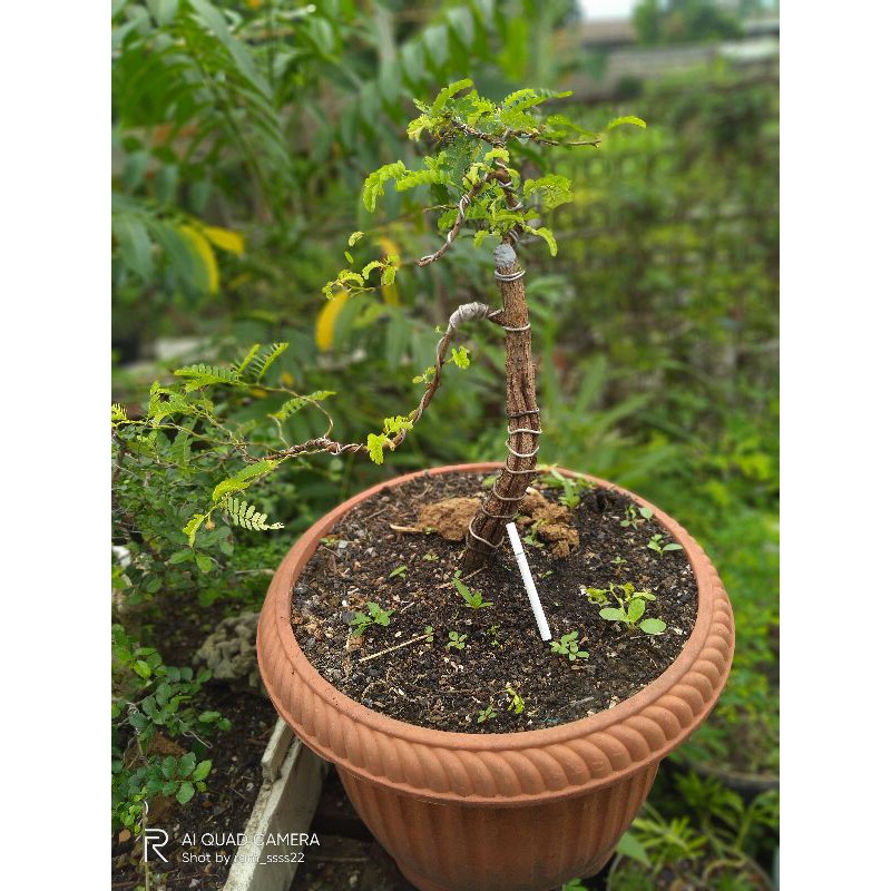 bonsai asem jawa