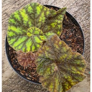 Tanaman Hias Begonia Purple Blush
