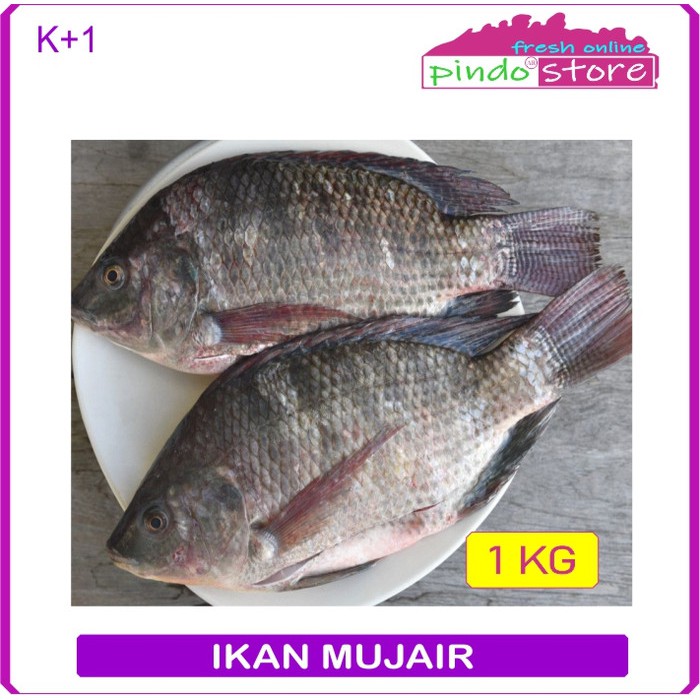 

IKAN MUJAIR SEGAR / NILA MERAH MASIH HIDUP