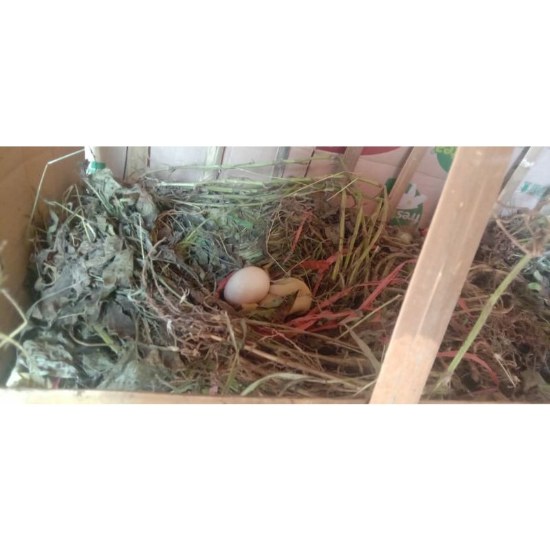 

Telur ayam kampung asli