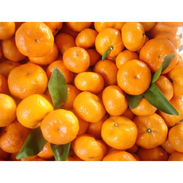 

Buah Jeruk Shantang Daun Manis Mandarin