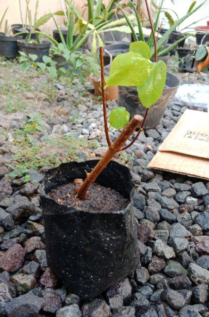 Bibit Bonsai Wahong Laut