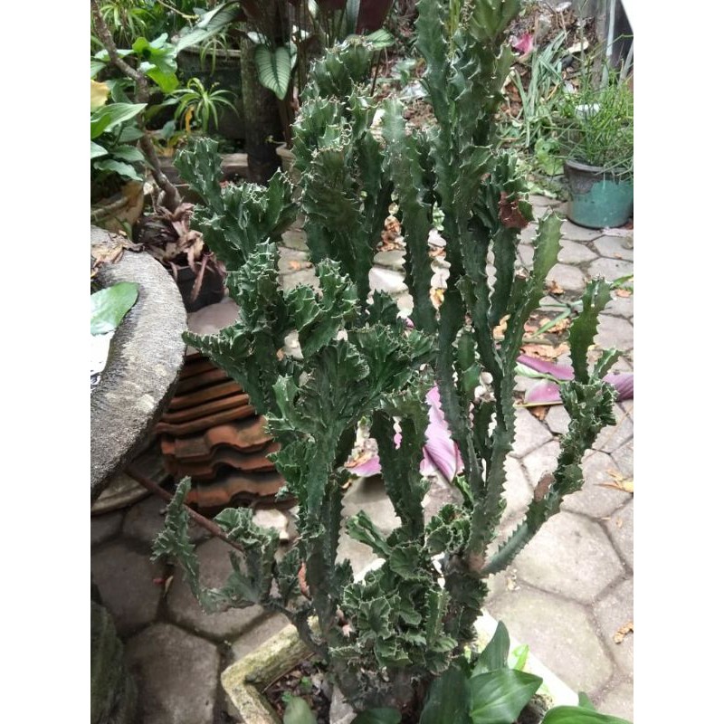 Kaktus Tulang Naga tanaman hias