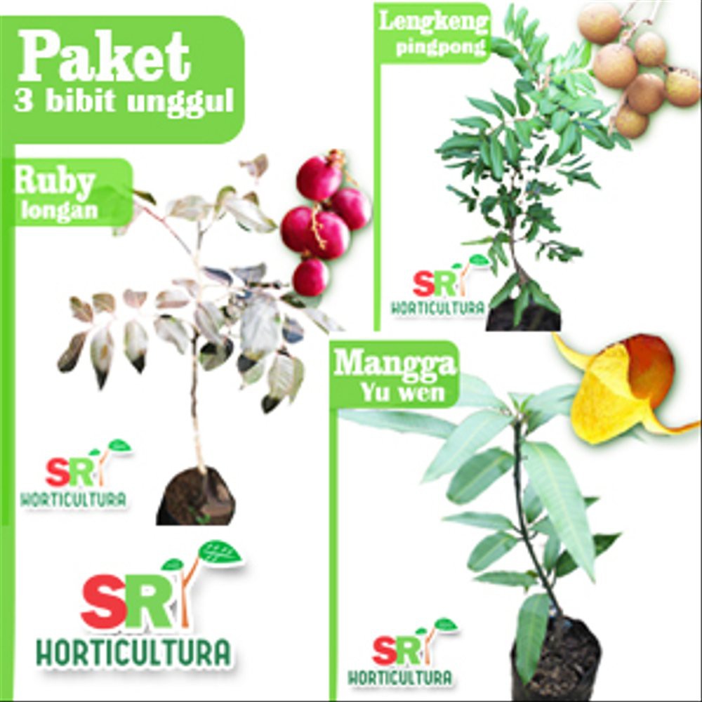 

Paket Tabulampot - 2 Lengkeng 1 Mangga - Kualitas