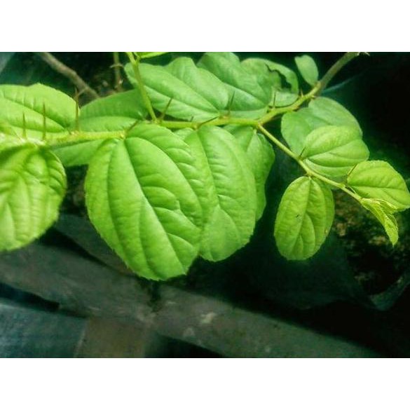 ✵ Bibit Pohon Bidara / Widara / Sidr Arab Berduri - Ziziphus Mauritiana ❉