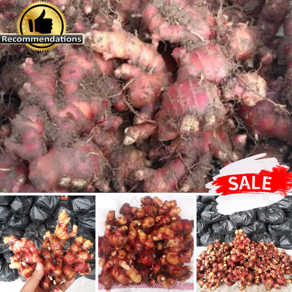 

JAHE MERAH/JAHE MERAH SEGAR/JAHE MERAH FRESH/JAHE MERAH TUA (1 KG CAMPUR SUDAH DICUCI BERSIH)