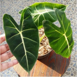 Tanaman Hias Alocasia Neon Alokasia Neon Frydex Shopee Indonesia