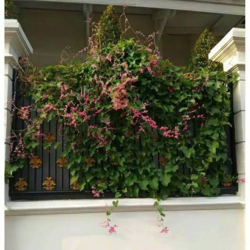 tanaman hias air mata pengantin - bunga air mata pengantin