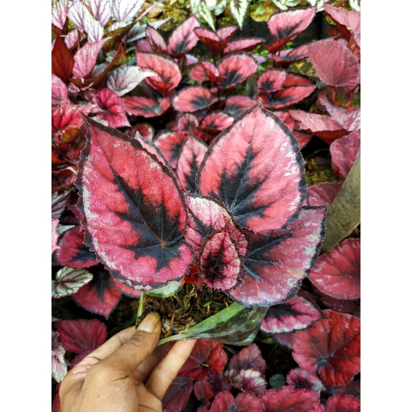 BEGONIA RED PITA