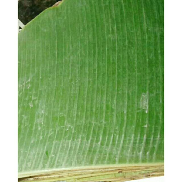 

Daun pisang batu (tua) /1 lepit/ 1kg