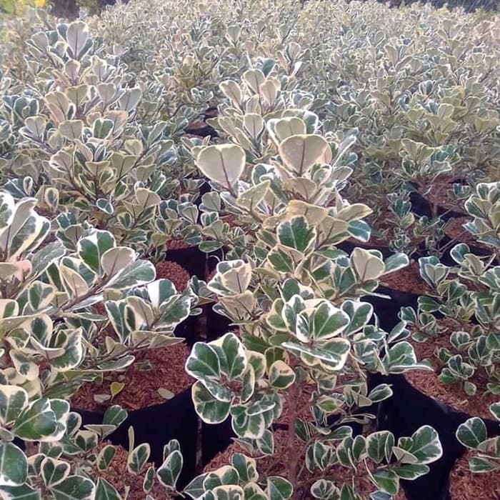 tanaman hias ficus triangularis