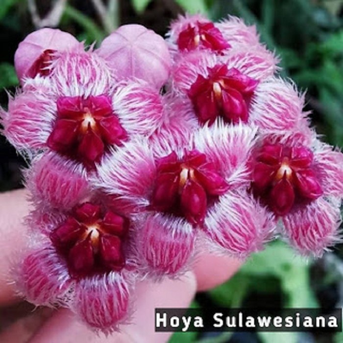 Hoya Sulawesiana