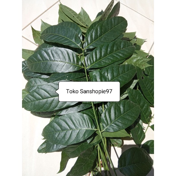 

Daun mahoni segar atau mahuni paket 1 kg