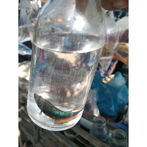 

IkanHias-Bertha-Sehat